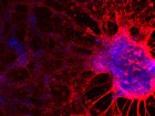 Stem Cell Applications