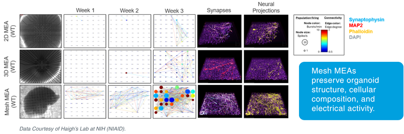 MCS Mesh MEA data - Multi Channel Systems HBio