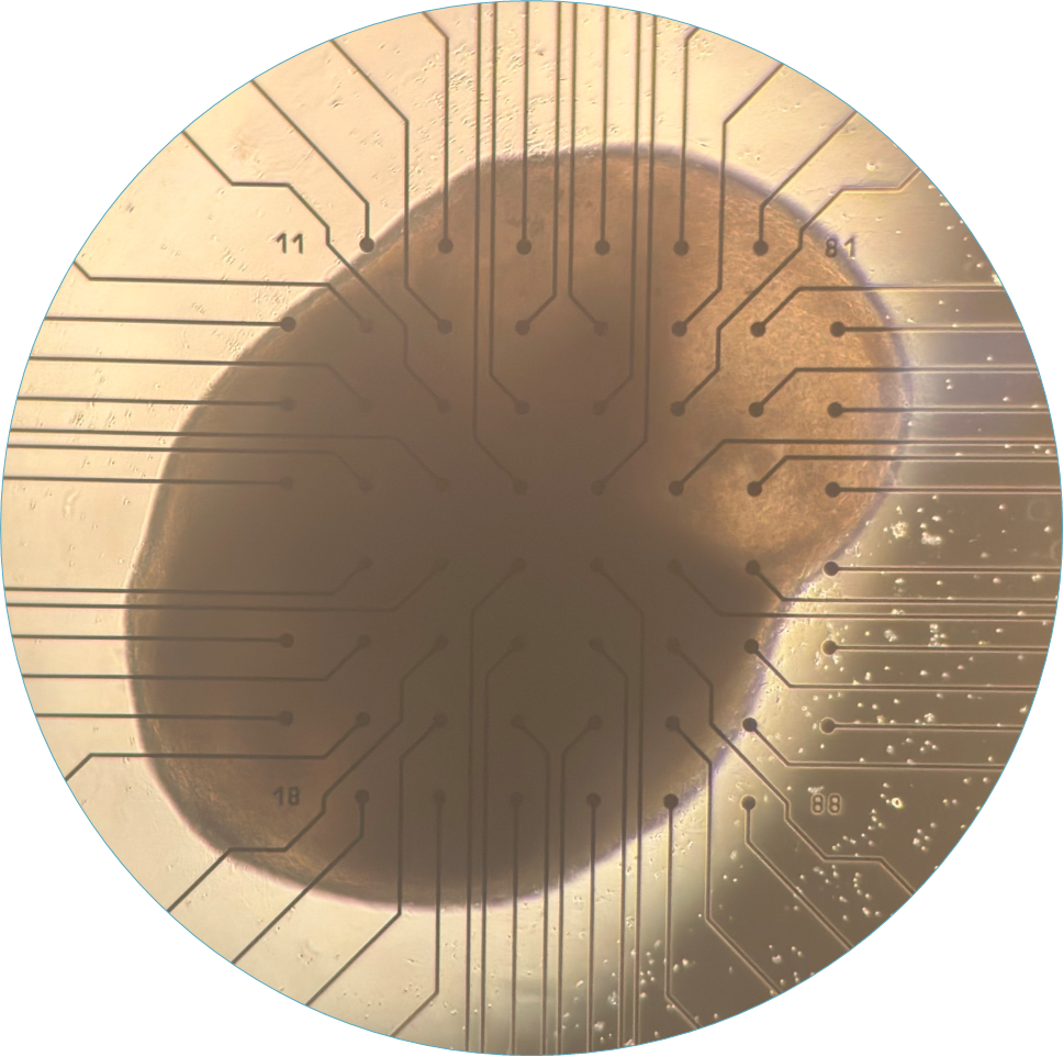 Organoid in Classic MEA