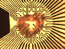 Cardiac Slices from Adult Mouse Ventricle Cardiac Slices from Adult Mouse Ventricle