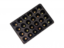 24-well plate on glass 24-well plate on glass