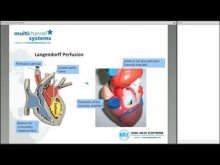 Epicardial Mapping from Isolated Organs Webinar Recording 3pm