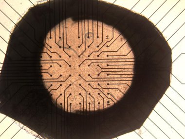 Retina Recordings (Micro Electro-retinograms) from Rattus norvegicus