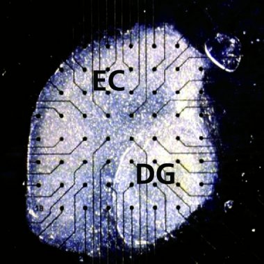 Hippocampal Slices for Organotypic Cultures (OTC)