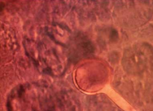 MEASUREMENTS FROM SAME CELL CULTURES