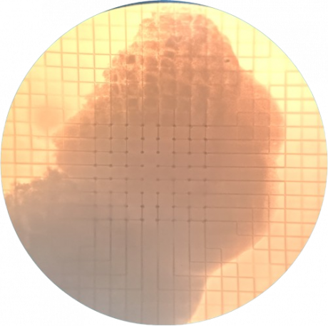 Organoid_in_Mesh-MEA-MultiChannelSystems