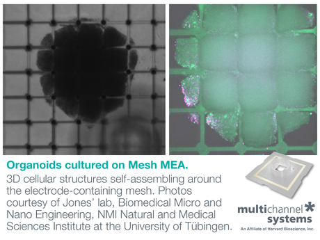 Mesh MEA | www.multichannelsystems.com