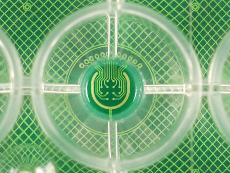 24-well Plate with Gold Electrodes on FR4 (24W700/100F-288) | www ...