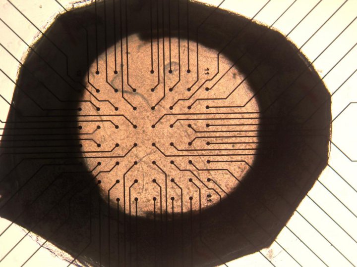 Retina Recordings (Micro Electro-retinograms) from Rattus norvegicus